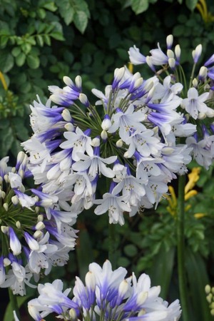 Se Agapanthus Twister