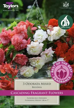 Select Begonia Odorata Mixed 4-5 Sbob