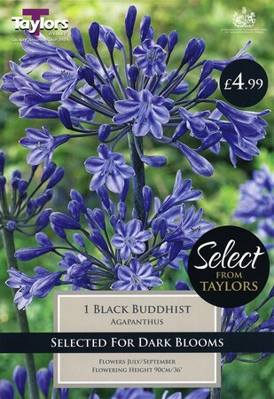 Select Premium Black Buddhist