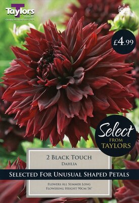 Select Premium Dahlia Black Touch I