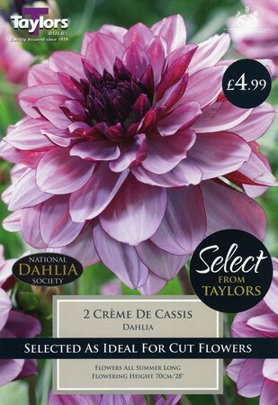 Select Premium Dahlia Creme De Cassis I