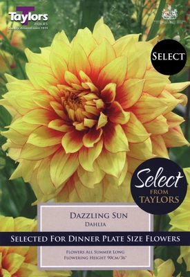 Select Premium Dahlia Dazzling Sun I