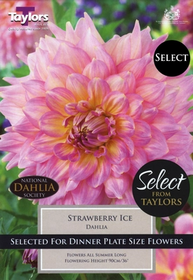 Select Premium Dahlia Strawberry Ice