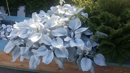 Senecio Angel Wings 2Litre