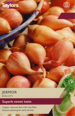 Shallot Jermor  15-20cm