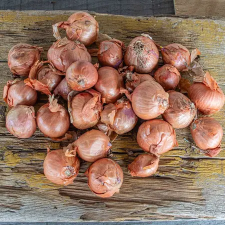 Shallot - Red Sun