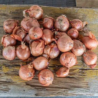 Shallot - Red Sun
