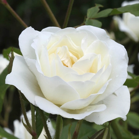 Silver 25Th Wedding Anniversary Pure White