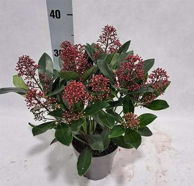 Skimmia jap. 'Rubella'  P13  10-12 flwr.