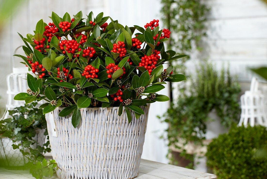 Skimmia Japonica Temptation 5 Lt Jones Garden Centre