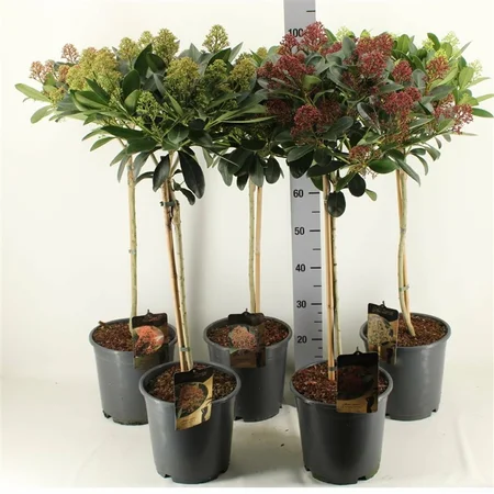 Skimmia mix 40 CM STEM C6.5