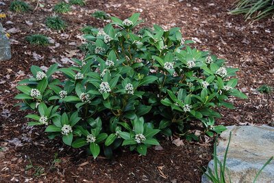 Skimmia reevesiana C1.5 berried 1 cl.