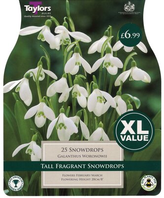 Snowdrops (Galanthus Woronowii) 4-5