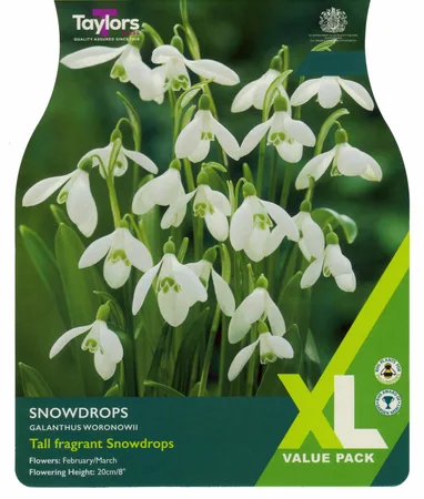 Snowdrops (Galanthus Woronowii) 4-5