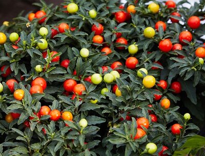 Solanum pseudocapsicum P12