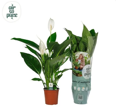 Spathiphyllum 'Bingo Cupido' P17