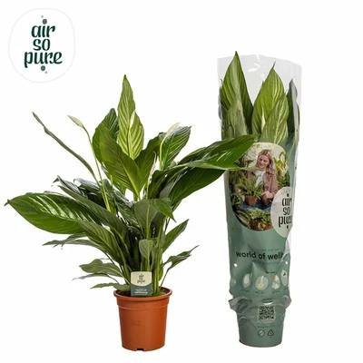 Spathiphyllum 'Sweet Lauretta' P19