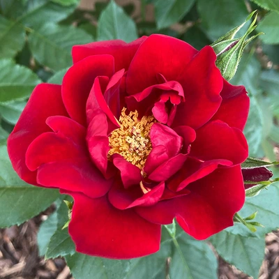 Special Dad Bright Red