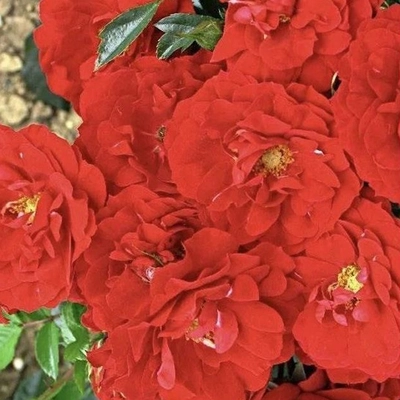 Special Grandad Bright Red
