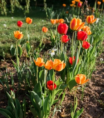 Spring Flowering Bulbs