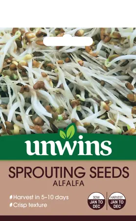 Sprouting Seeds Alfalfa - image 1