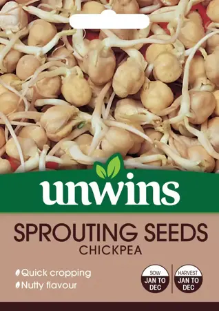 Sprouting Seeds Chickpea