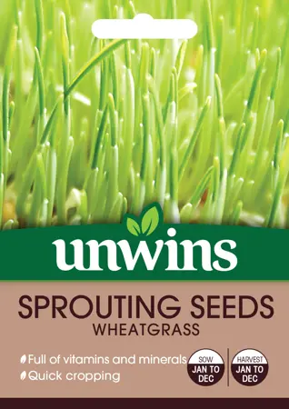 Sprouting Seeds Wheatgrass - image 1