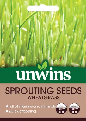 Sprouting Seeds Wheatgrass - image 2