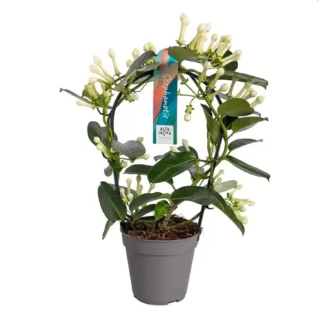 Stephanotis floribunda  P12 - hoop 9-10 flwr.