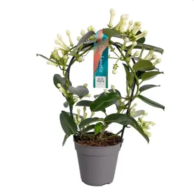 Stephanotis floribunda P12 - hoop 9-10 flwr.