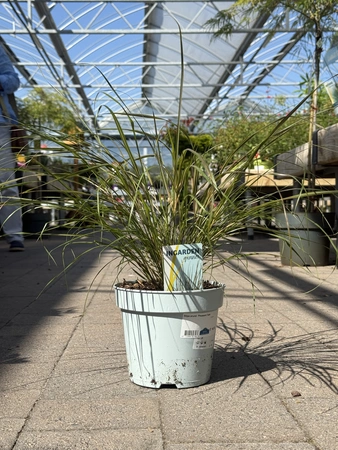 Stipa arund. 'Pheasant Tails'  2 Ltr pot - image 1