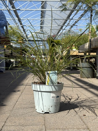 Stipa arund. 'Pheasant Tails'  2 Ltr pot - image 2