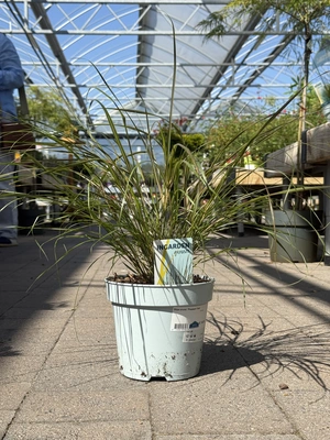 Stipa arund. 'Pheasant Tails'  2 Ltr pot - image 2