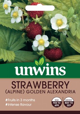 Strawberry (Alpine) Golden Alexandria - image 1