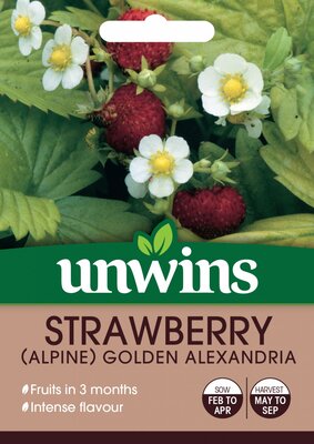 Strawberry (Alpine) Golden Alexandria - image 2