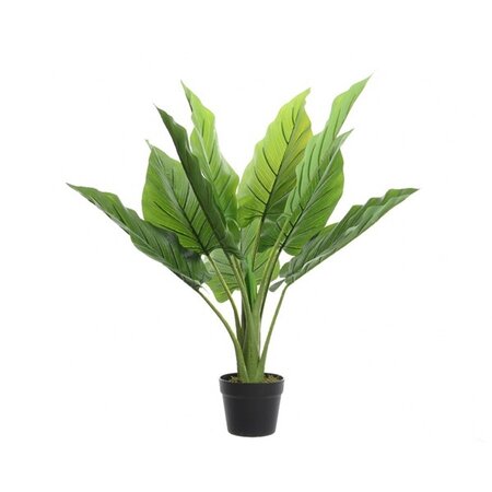 Strelitzia In Pot Plastic H80.00cm