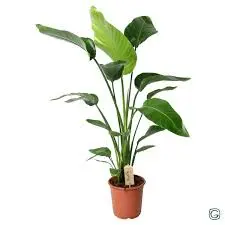 Strelitzia reginae / P12