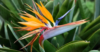 Strelitzia reginae  P12 + potcover