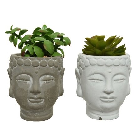 Succulent In Pot Plastic 2 Asst H15cm