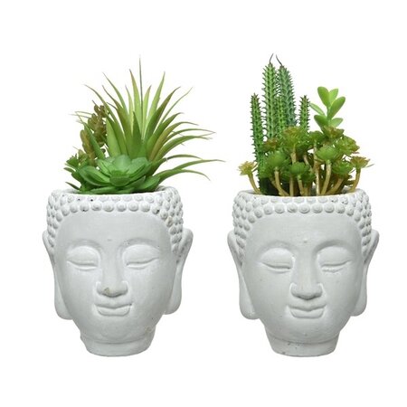 Succulent In Pot Plastic H23.00cm