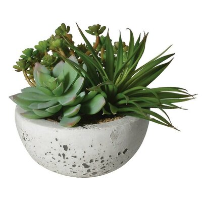 Succulent Plastic Green L10.00-W10.00-H18.00Cm