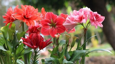 Summer Flowering Bulbs