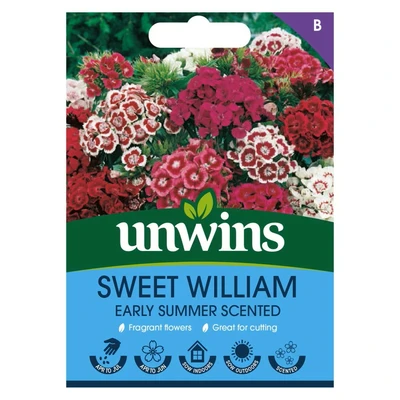 Sweet William Early Summer Scented