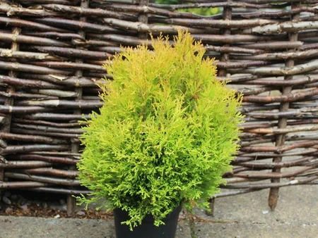 Thuja Rheingold 3L