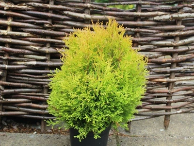 Thuja Rheingold 3L