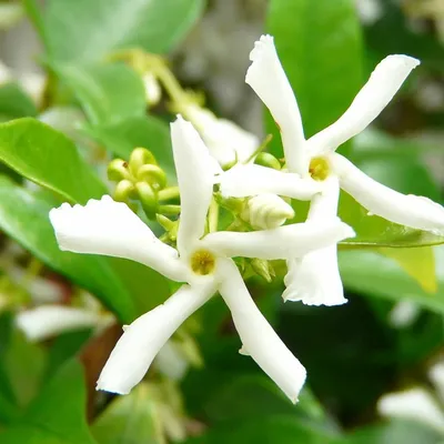 Trachelospermum jasminoides  5 Ltr pot