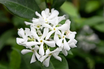 Trachelospermum jasminoides  S-pot®(2,25 L)