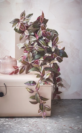 Tradescantia Hanging Bordeaux - L54Xw20Xh15Cm - image 6