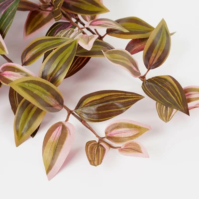 Tradescantia Hanging Bordeaux - L54Xw20Xh15Cm - image 3