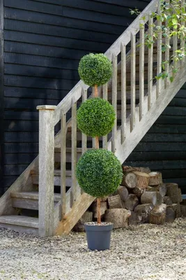 Trio Topiary Tree 150cm